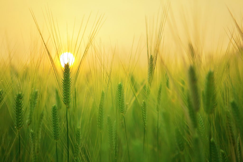 barley-field-beautiful-close-up-207247